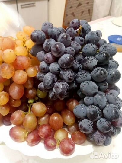 Саженцы винограда