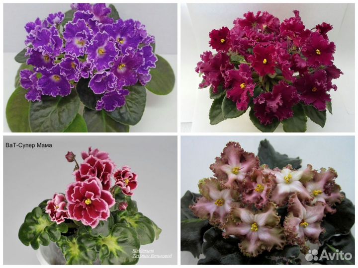 Фиалки сортовые