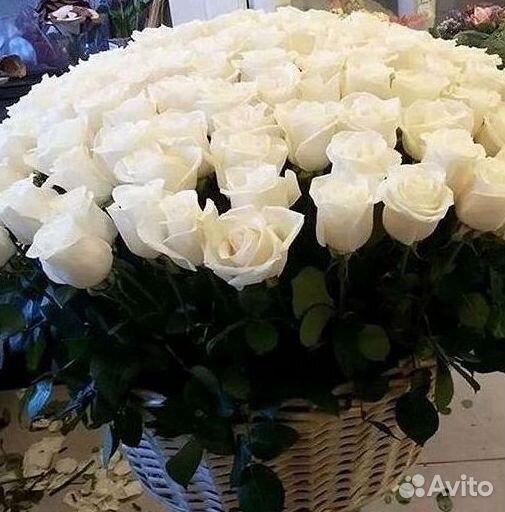 Высокие Розы Гиганты Доставка Круглосуточно