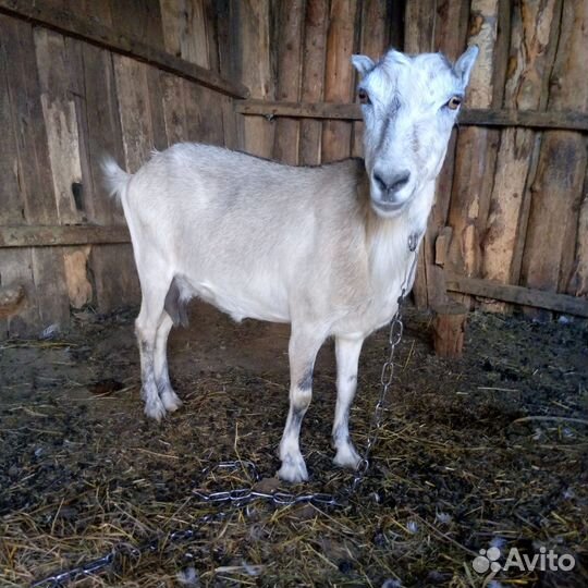 Коза дойная