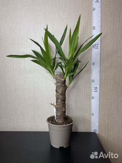 Пальма юкка комнатные цветы