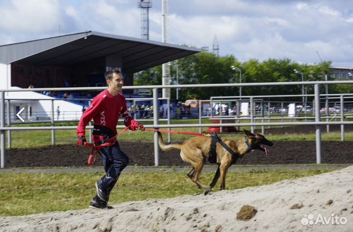 Дрессировка