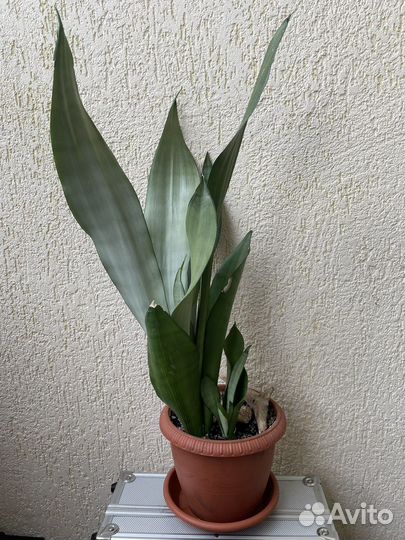 Сансевьерия лоуренти