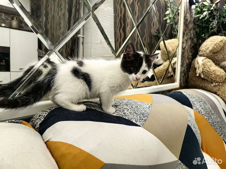 Красивый котёнок в добрые руки