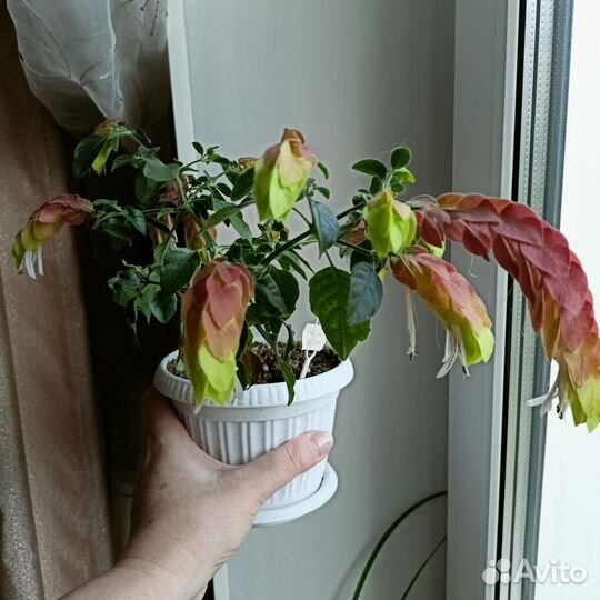 Пеларгония. Белопероне