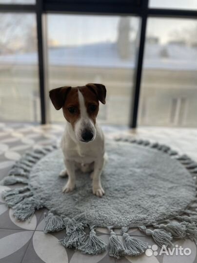 Вязка джек Рассел терьер