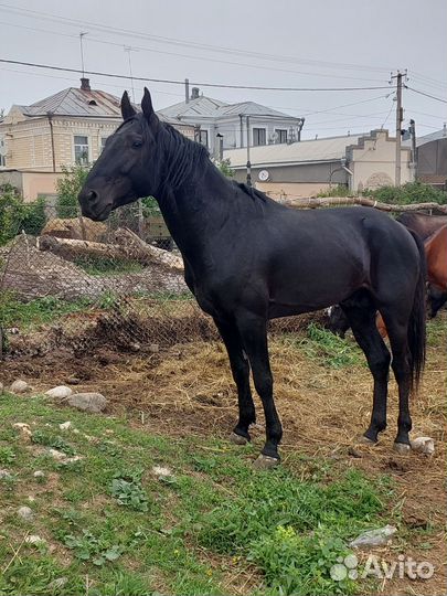 Карачаевский жеребец