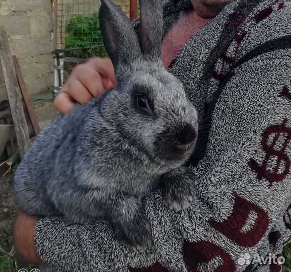 Полтавское серебро