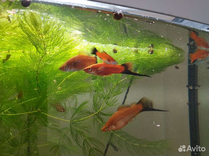 Аквариумные рыбки