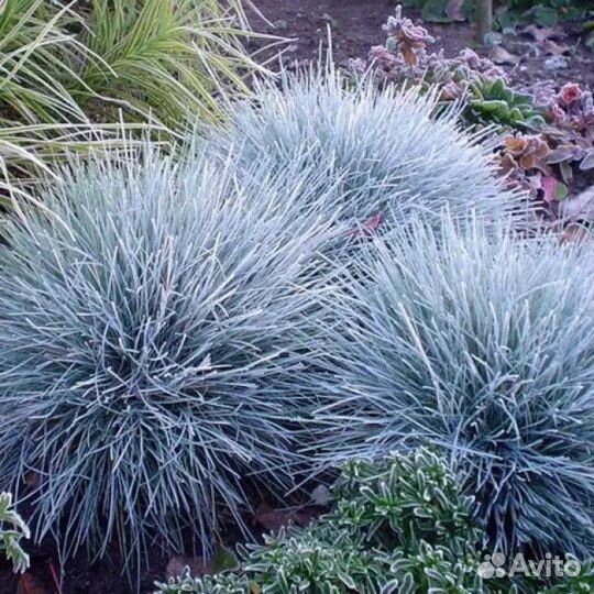 Злаки и многолетники для сада
