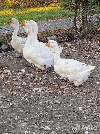 Холмогорские гуси