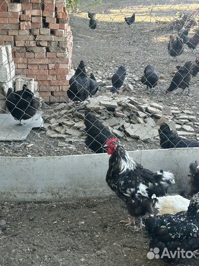 Орпинктон по 2т