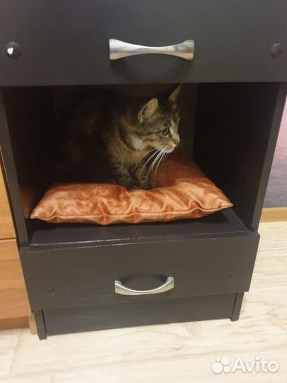 Нужен дом или передержка