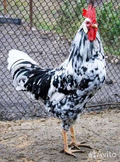 Петух леггорн далматинец
