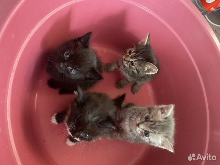 Котята в добрые руки