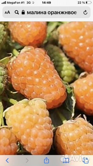 Малина сорт оранжевое чудо