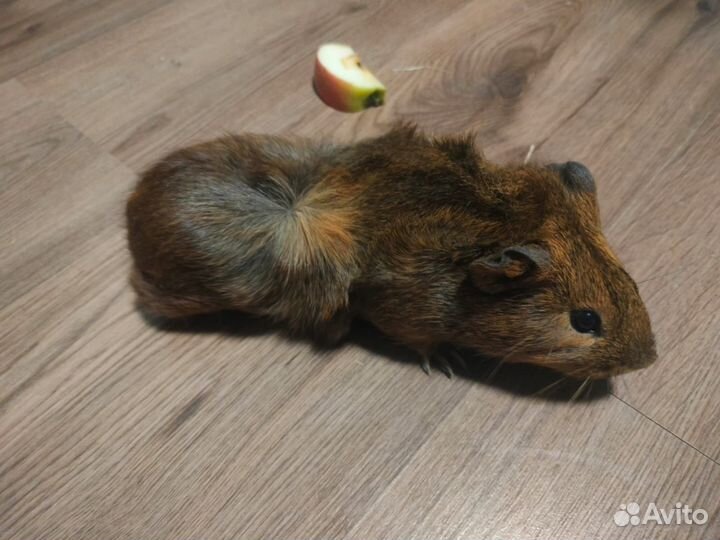 Морская свинка