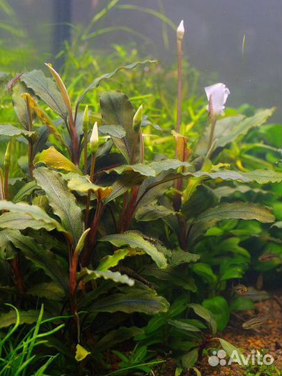 Буцефаландра (Bucephalandra)