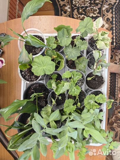 Комнатные растения