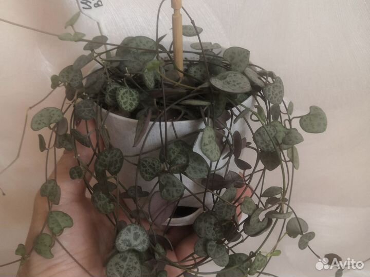 Церопегия вуда