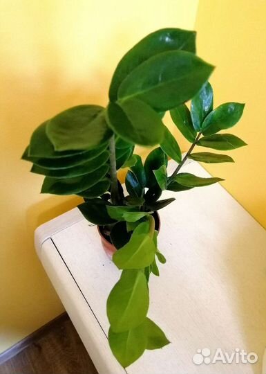 Замиокулькас