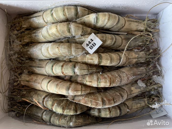 Чёрная тигровая креветка