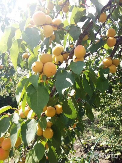 Саженцы абрикоса