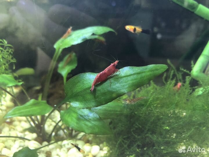Аквариумные растения, креветки вишни