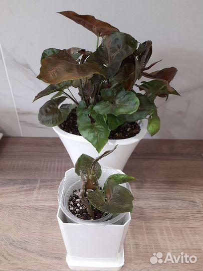 Арон Браун(детка)