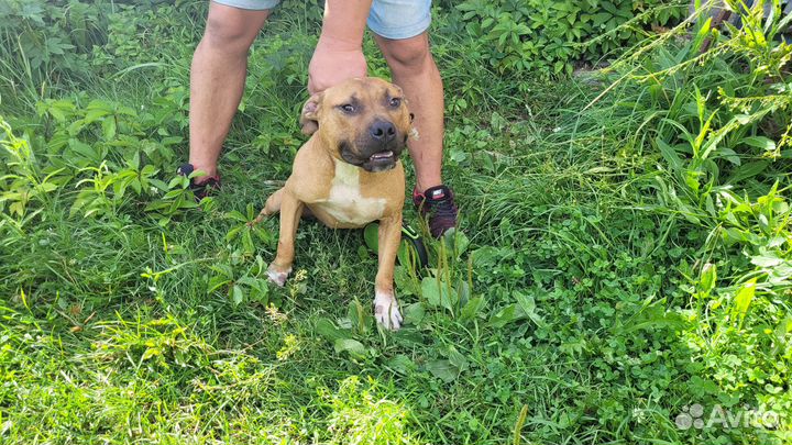 Американский питбультерьер