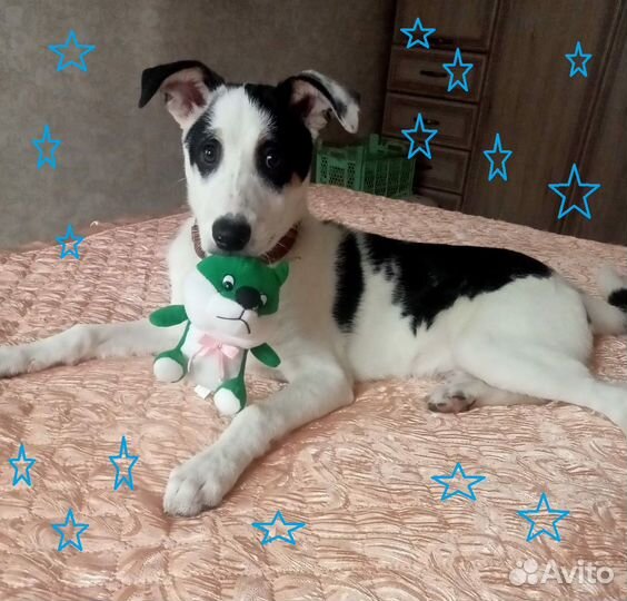 Белый щенок Ричард