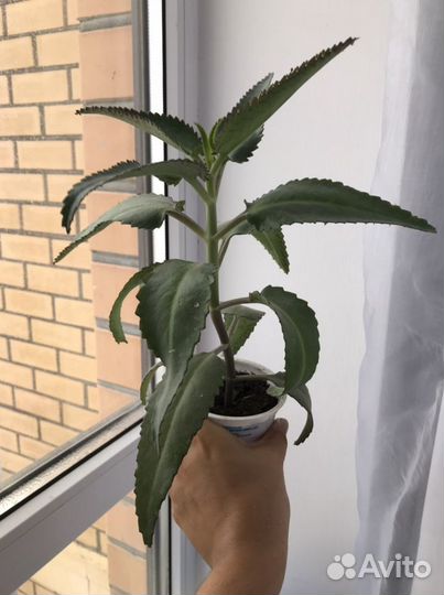 Каланхоэ лечебный