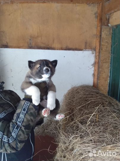 Щенки зсл