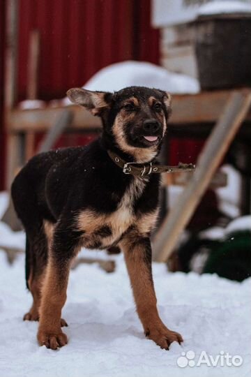 Щенок в добрые руки
