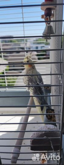 Попугай корелла самка 1.5года