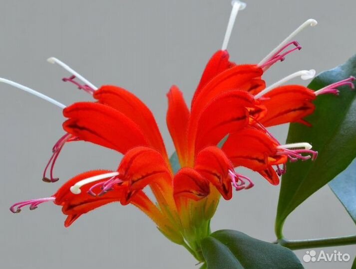 Комнатные цветы. Эсхинантус Жар Птица