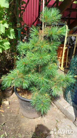 Декоративные растения для сада