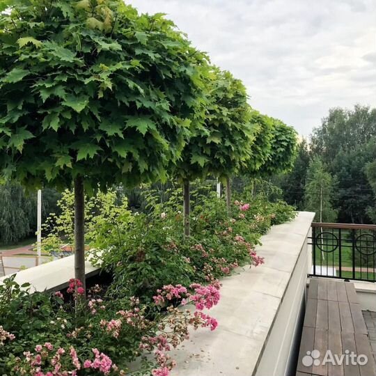 Клен остролистный