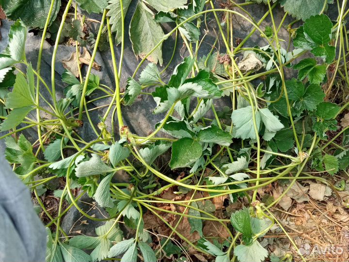 Рассада клубники примии