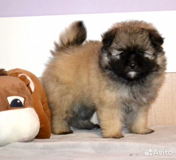 Помапу мальчик