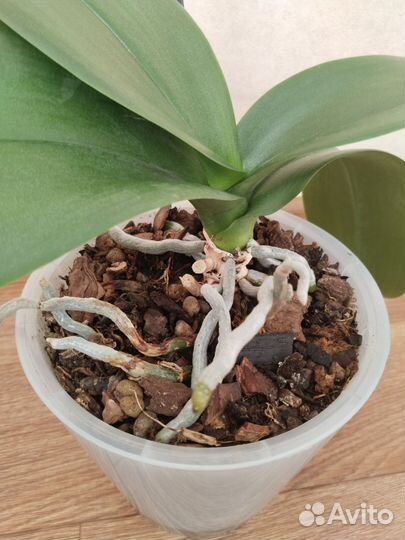 Орхидея фаленопсис белая с гошком