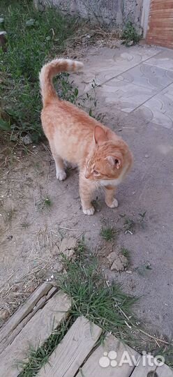 В добрые руки рыжего котика