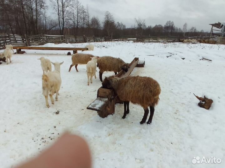 Баранчики,козлики