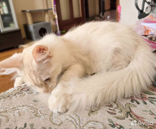 Мальчик мейн-кун