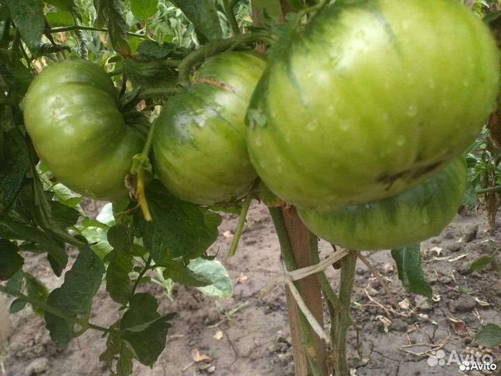 Семена домашних крупных помидор (красные,розовые)