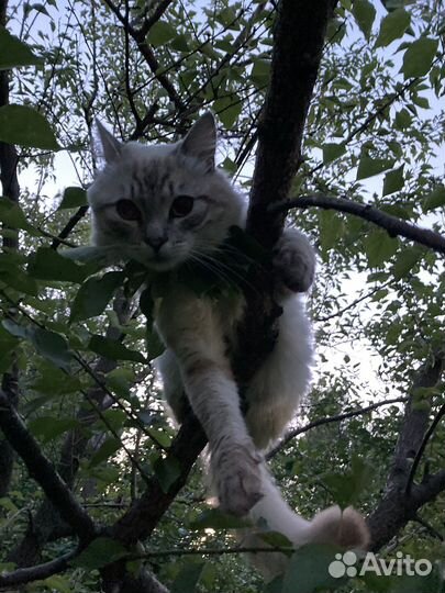 Молодой кот ищет семью