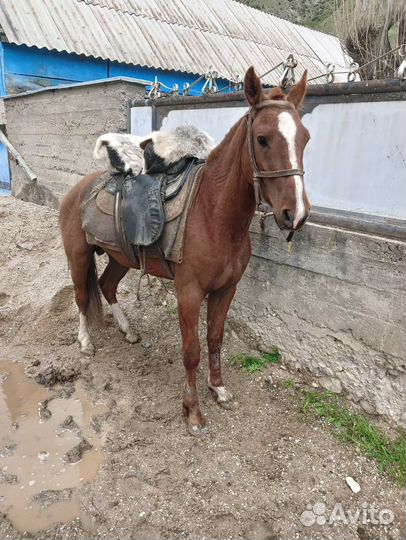 Лошадь жеребец