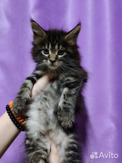 Котята Мейн-Кун