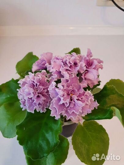 Фиалки сортовые