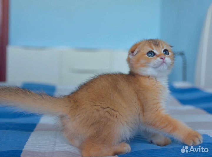 Шотландские вислоухие котята